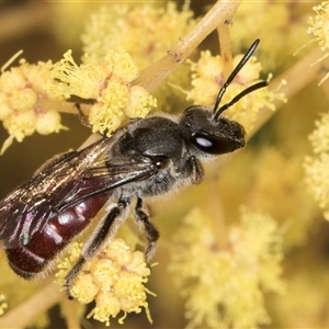 Lasioglossum (Parasphecodes) sp. (genus & subgenus) at Bruce, ACT - 13 Sep 2024