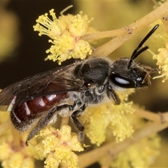 Lasioglossum (Parasphecodes) sp. (genus & subgenus) at Bruce, ACT - 13 Sep 2024