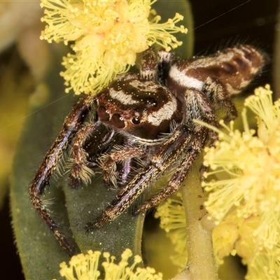 Opisthoncus sp. (genus) (Unidentified Opisthoncus jumping spider) at Bruce, ACT - 13 Sep 2024 by kasiaaus