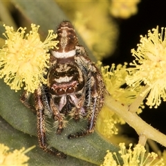 Opisthoncus sp. (genus) at Bruce, ACT - 13 Sep 2024