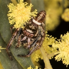 Opisthoncus sp. (genus) at Bruce, ACT - 13 Sep 2024