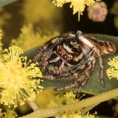 Opisthoncus sp. (genus) at Bruce, ACT - 13 Sep 2024 10:38 AM