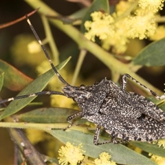 Alcaeus varicornis (Acacia shield bug) at Bruce, ACT - 13 Sep 2024 by kasiaaus