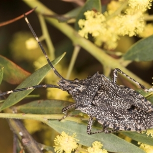 Alcaeus varicornis at Bruce, ACT - 13 Sep 2024