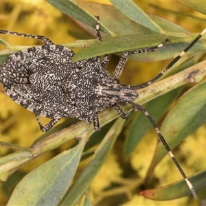 Alcaeus varicornis at Bruce, ACT - 13 Sep 2024