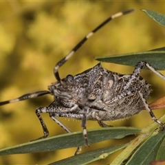 Alcaeus varicornis at Bruce, ACT - 13 Sep 2024