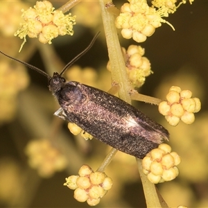 Leistomorpha brontoscopa at Bruce, ACT - 13 Sep 2024 10:46 AM