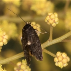 Leistomorpha brontoscopa at Bruce, ACT - 13 Sep 2024 10:46 AM