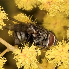 Exorista sp. (genus) (A Bristle Fly) at Bruce, ACT - 13 Sep 2024 by kasiaaus