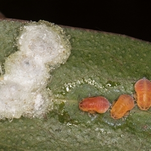 Glycaspis sp. (genus) at Bruce, ACT - 13 Sep 2024