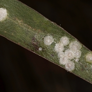 Glycaspis sp. (genus) at Bruce, ACT - 13 Sep 2024