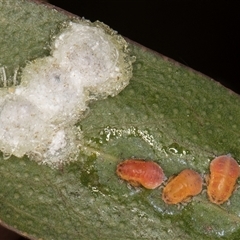 Glycaspis sp. (genus) at Bruce, ACT - 13 Sep 2024