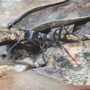 Myrmecia piliventris at Denman Prospect, ACT - 13 Sep 2024 02:54 PM