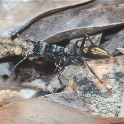 Myrmecia piliventris (Golden tail bull ant) at Denman Prospect, ACT - 13 Sep 2024 by Harrisi