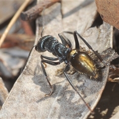 Myrmecia piliventris at Denman Prospect, ACT - 13 Sep 2024 02:54 PM