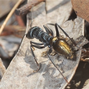 Myrmecia piliventris at Denman Prospect, ACT - 13 Sep 2024 02:54 PM