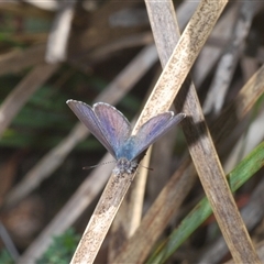 Erina sp. (genus) at Denman Prospect, ACT - 13 Sep 2024 03:08 PM