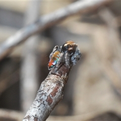 Maratus calcitrans (Kicking peacock spider) at Denman Prospect, ACT - 13 Sep 2024 by Harrisi