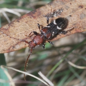 Ectosticta cleroides at Strathnairn, ACT - 13 Sep 2024 05:07 PM