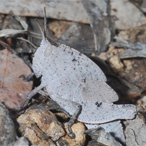 Goniaea australasiae at Strathnairn, ACT - 13 Sep 2024 05:41 PM