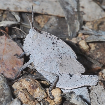 Goniaea opomaloides at Strathnairn, ACT - 13 Sep 2024 by Harrisi