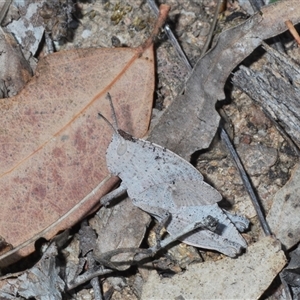 Goniaea australasiae at Strathnairn, ACT - 13 Sep 2024 05:41 PM