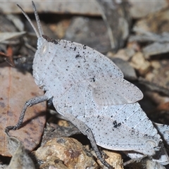 Goniaea australasiae at Strathnairn, ACT - 13 Sep 2024 05:41 PM