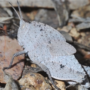 Goniaea australasiae at Strathnairn, ACT - 13 Sep 2024 05:41 PM