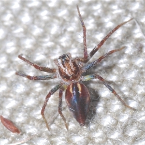 Oxyopes sp. (genus) at Strathnairn, ACT - 13 Sep 2024