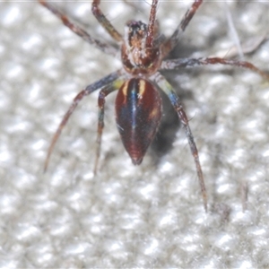 Oxyopes sp. (genus) at Strathnairn, ACT - 13 Sep 2024