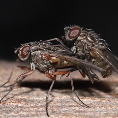 Unidentified True fly (Diptera) at Yarralumla, ACT - 7 Jul 2024 by TimL