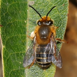 Trichocolletes aeratus at Acton, ACT - 7 Aug 2024