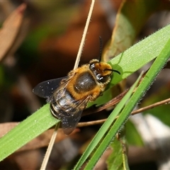 Trichocolletes aeratus at Acton, ACT - 7 Aug 2024