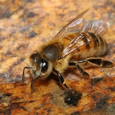 Apis mellifera (European honey bee) at Tharwa, ACT - 10 Aug 2024 by TimL