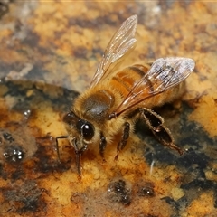 Apis mellifera at Tharwa, ACT - 10 Aug 2024