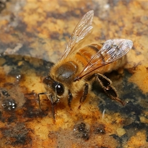 Apis mellifera at Tharwa, ACT - 10 Aug 2024