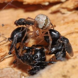 Cryptachaea veruculata at Acton, ACT - 25 Aug 2024