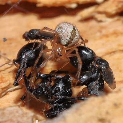 Cryptachaea veruculata (Diamondback comb-footed spider) at Acton, ACT - 25 Aug 2024 by TimL