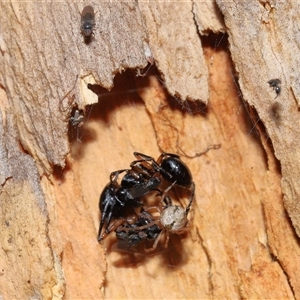 Cryptachaea veruculata at Acton, ACT - 25 Aug 2024