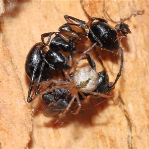 Cryptachaea veruculata at Acton, ACT - 25 Aug 2024