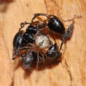 Cryptachaea veruculata at Acton, ACT - 25 Aug 2024