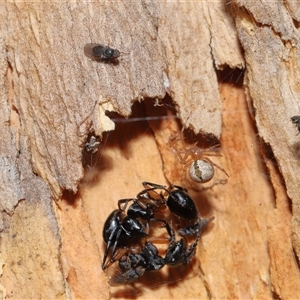 Cryptachaea veruculata at Acton, ACT - 25 Aug 2024