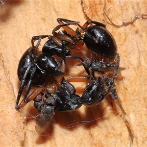 Milichiidae (family) at Acton, ACT - 25 Aug 2024 01:20 PM