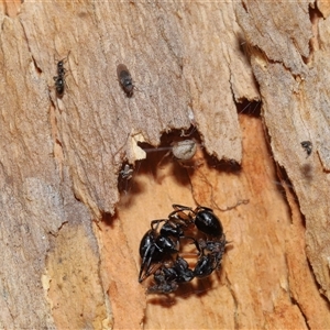 Milichiidae (family) at Acton, ACT - 25 Aug 2024 01:20 PM