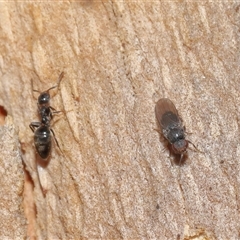 Milichiidae (family) at Acton, ACT - 25 Aug 2024 01:20 PM