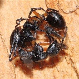 Milichiidae (family) at Acton, ACT - 25 Aug 2024 01:20 PM