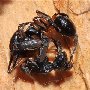 Milichiidae (family) at Acton, ACT - 25 Aug 2024 01:20 PM