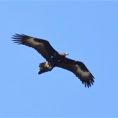 Aquila audax (Wedge-tailed Eagle) at Throsby, ACT - 24 Aug 2024 by TimL