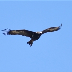 Aquila audax at Throsby, ACT - 24 Aug 2024 11:59 AM