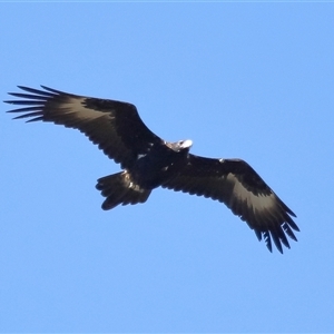 Aquila audax at Throsby, ACT - 24 Aug 2024 11:59 AM